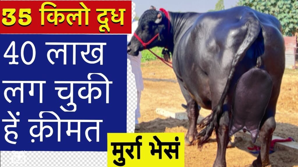 Murrah Buffalo: हर दिन 35-40 लीटर दूध देती है इस नस्ल की भैंस, अच्छी कमाई के लिए यहाँ जानें इस भैंस की पहचान