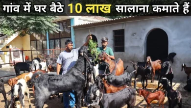 इस कमाल की बकरी को लाए घर बना देगी आपको मालामाल