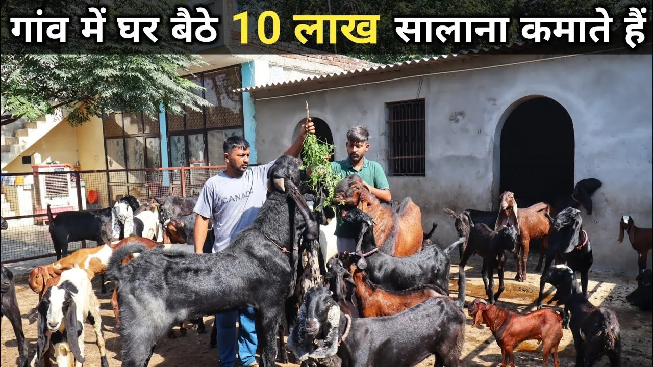 इस कमाल की बकरी को लाए घर बना देगी आपको मालामाल